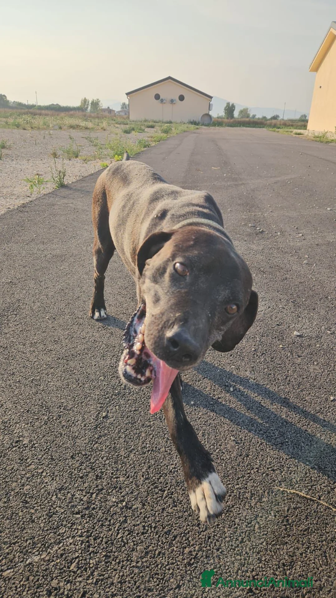 Meticcio cani in regalo: Edoardo: taglia media, equilbrato e socievole  - Annuncio 1