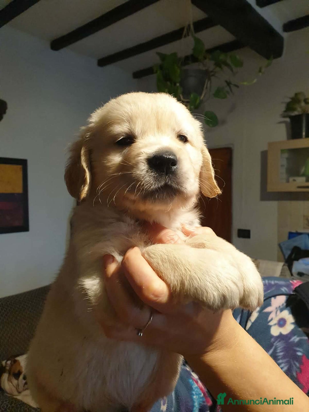 Golden Retriever cani in vendita: Cuccioli di Golden Retriever - Annuncio 2