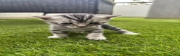 Scottish gatti in vendita: Scottish - Annuncio 4