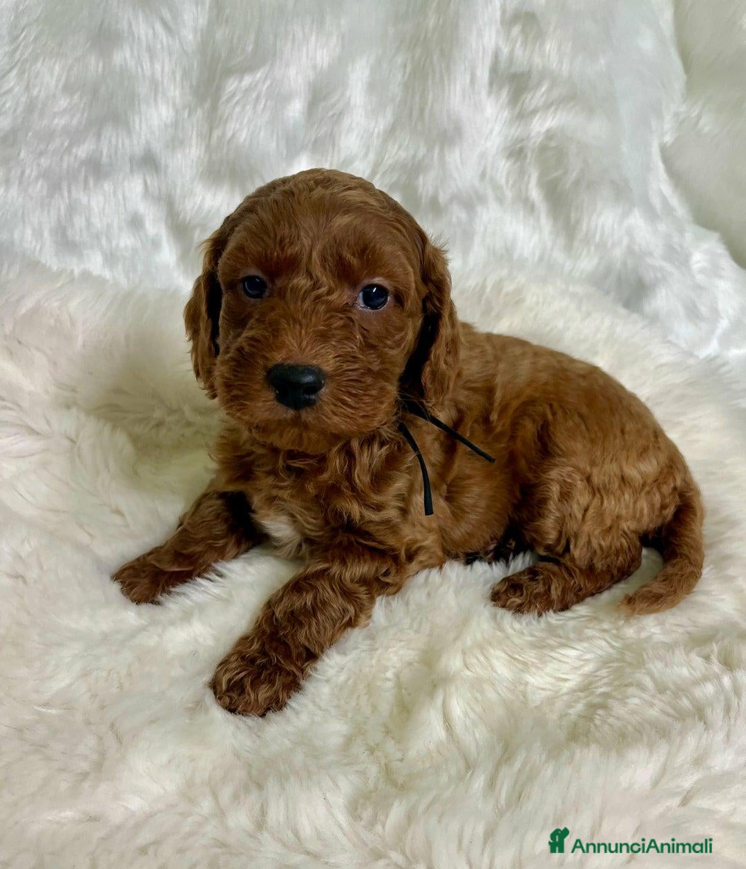 Golden Retriever cani in vendita: Australian Golden DoubleDoodle - Annuncio 12