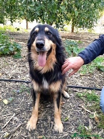 Meticcio cani buonissimo will in regalo col cuore a Città metropolitana di Catania - Annuncio 25