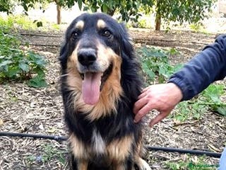 Meticcio cani buonissimo will in regalo col cuore a Città metropolitana di Catania - Annuncio 15