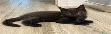 Maine Coon 1