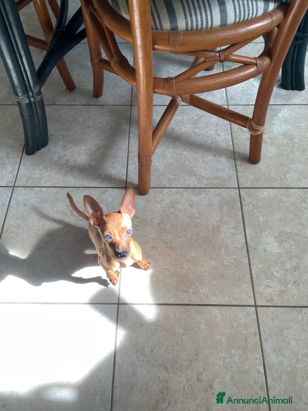 Pinscher Miniatura cani in vendita: Pinscher taglia toy - Annuncio 6