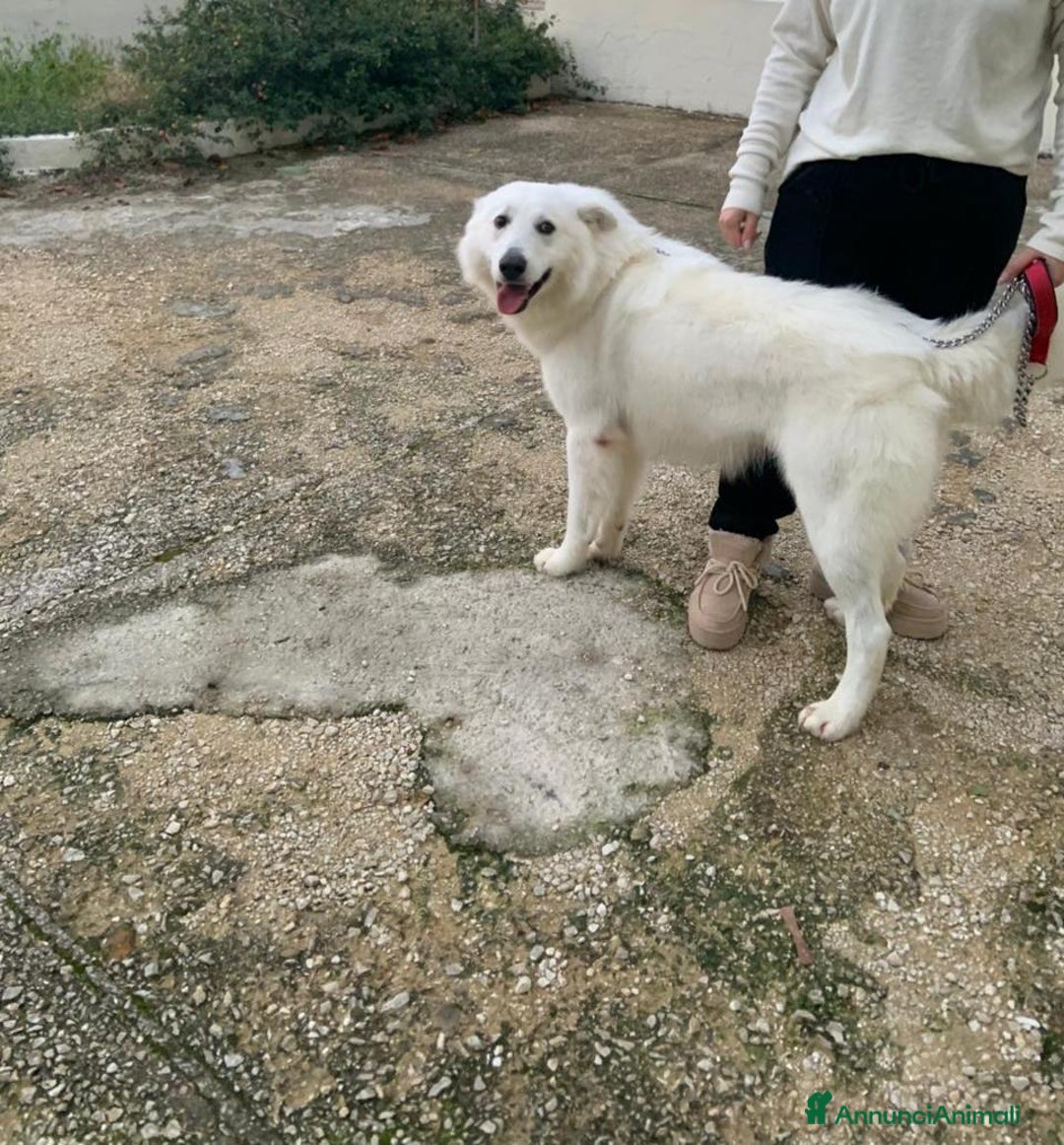 Pastore Svizzero cani in regalo: Gucci, dolcissimo pastore svizzero - Annuncio 4