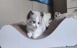 Ragdoll gatti in vendita: Cucciolo ragdoll  a Città metropolitana di Milano - Immagine 9