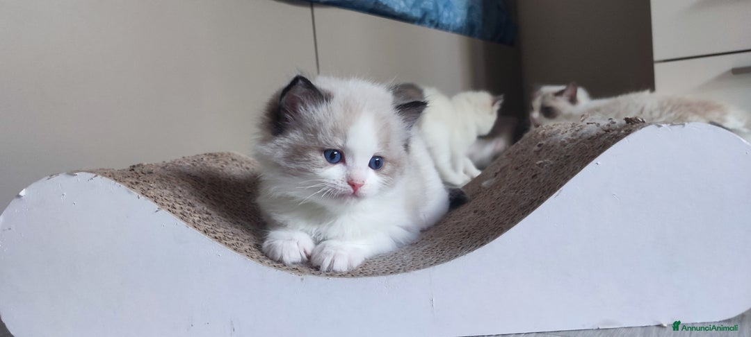 Ragdoll gatti in vendita: Cucciolo ragdoll  a Città metropolitana di Milano - Immagine 9