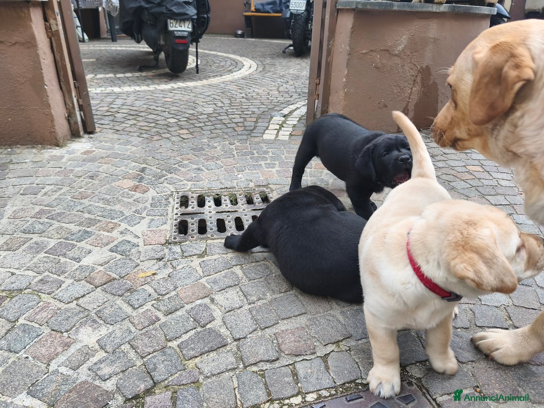 Labrador cani in vendita: Cuccioli di labrador - Annuncio 3