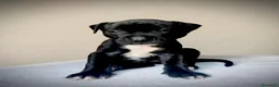 Pitbull cani in vendita: 3 cuccioli MASCHI di Pit Bull in standard ADBA a Provincia di Cremona - Annuncio 5