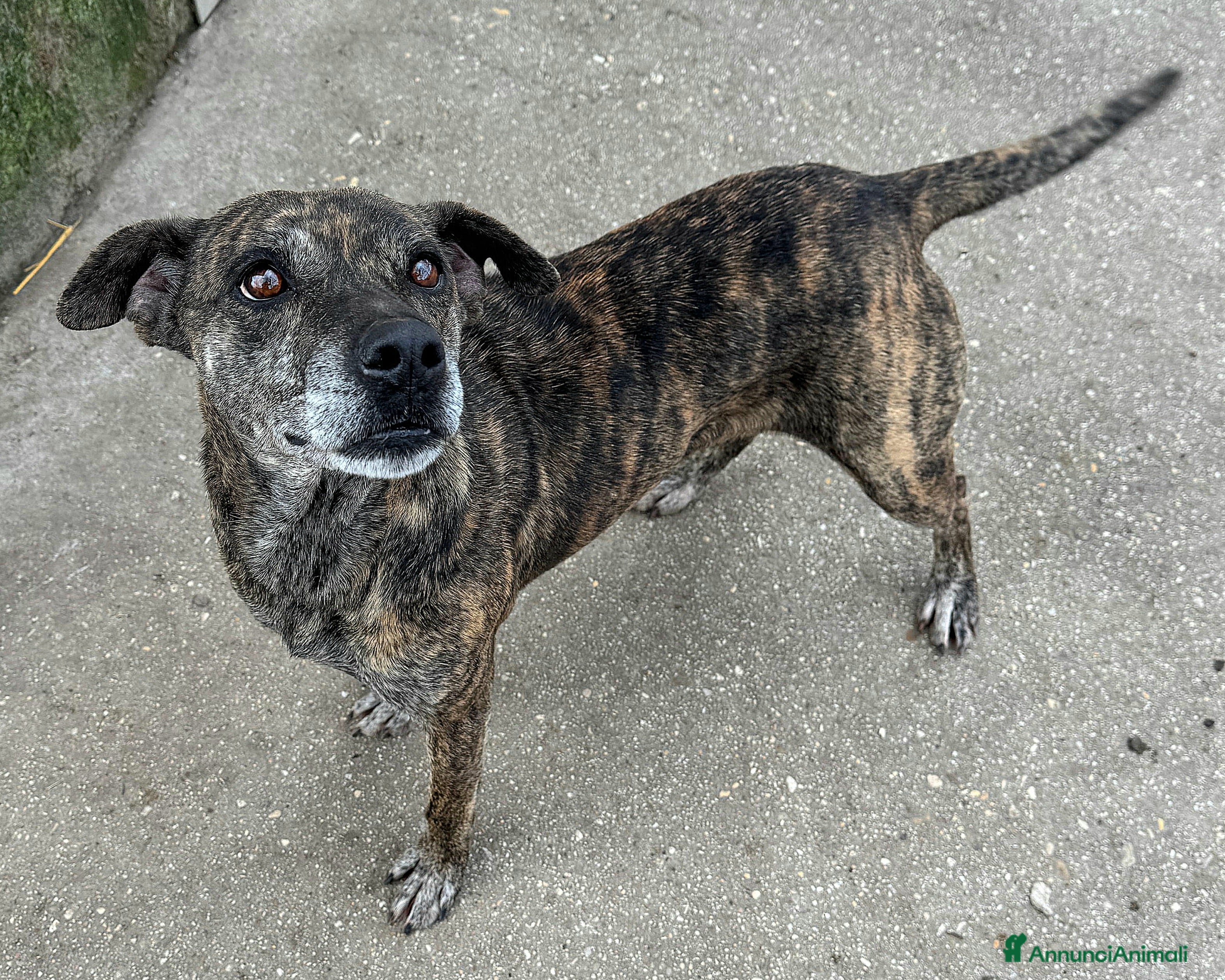 Meticcio cani Anissa 7 anni Taglia media piccola  - Annuncio 2