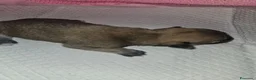 Chihuahua cani in vendita: Chihuahua toy pedigree Enci  a Provincia di Verona - Annuncio 11