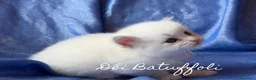 Siberiano gatti in vendita: Cuccioli Gatto Siberiano AFSI WCF, Alta genealogia - Annuncio 8