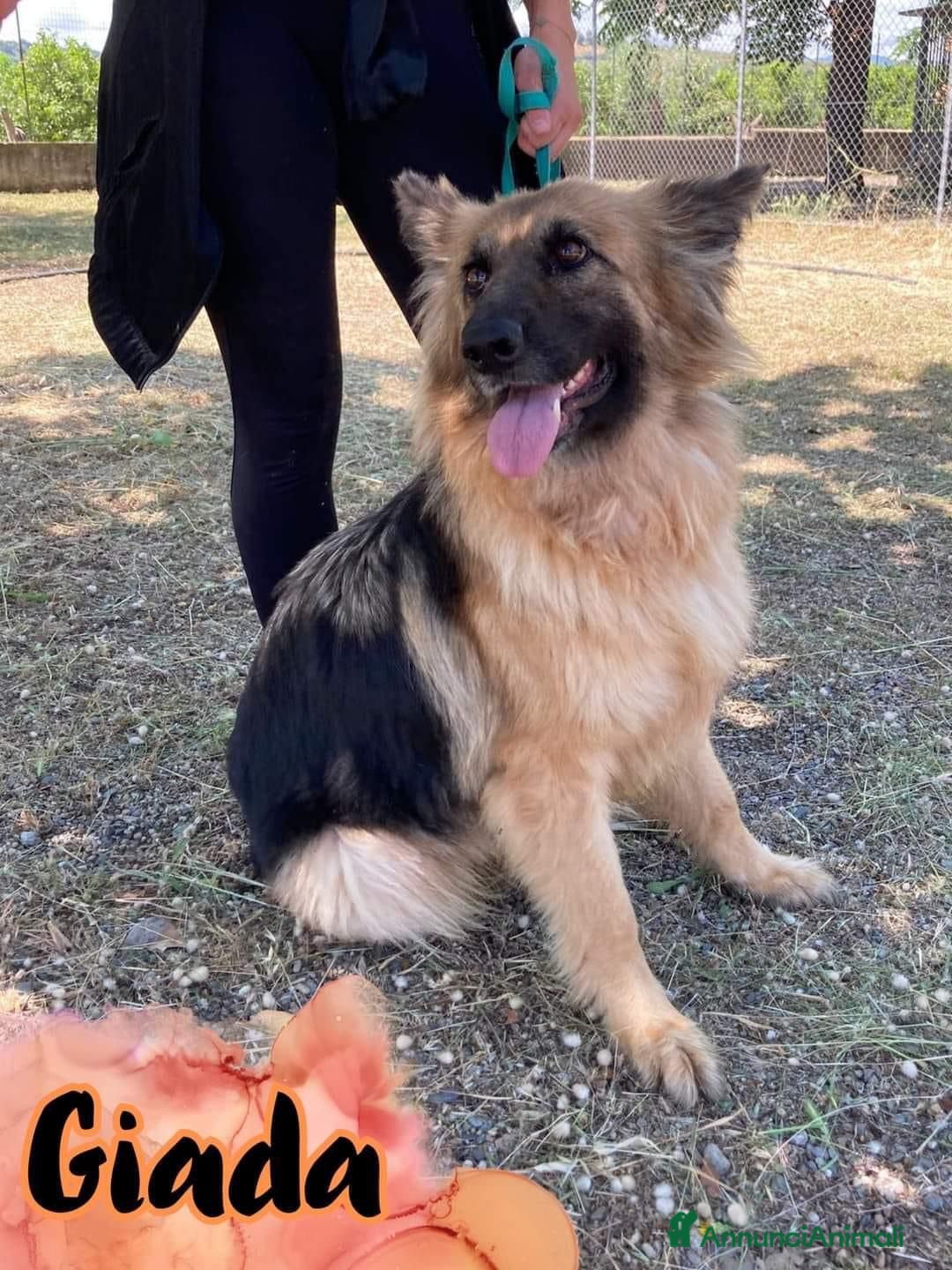 Altre razze cani in regalo: Giada Pastore 5anni pelo lungoBELLA,INVISIBILE.SUD a Città metropolitana di Milano - Immagine 3