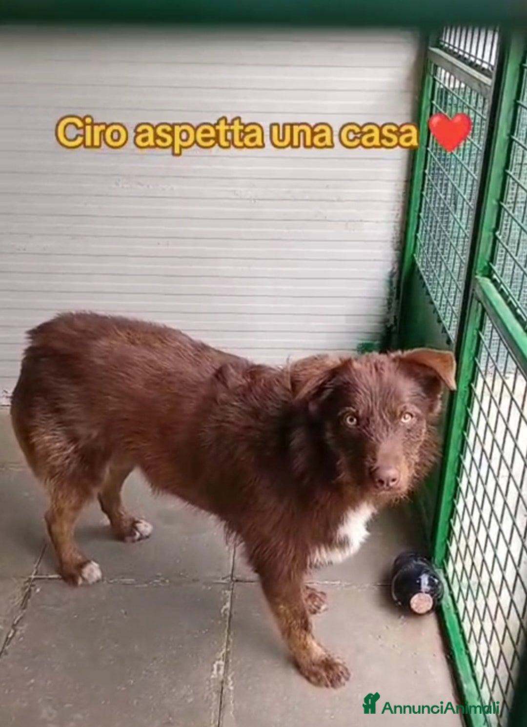 Meticcio cani in regalo: Ciro 2anni manto nocciola occhi ambra buono.SICILI a Città metropolitana di Milano - Annuncio 5