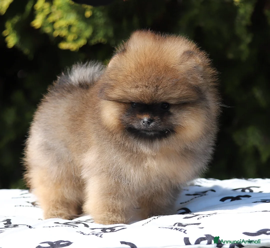 Volpino Pomerania cani in vendita: Femmina Spitz Nano Pomerania - Annuncio 4