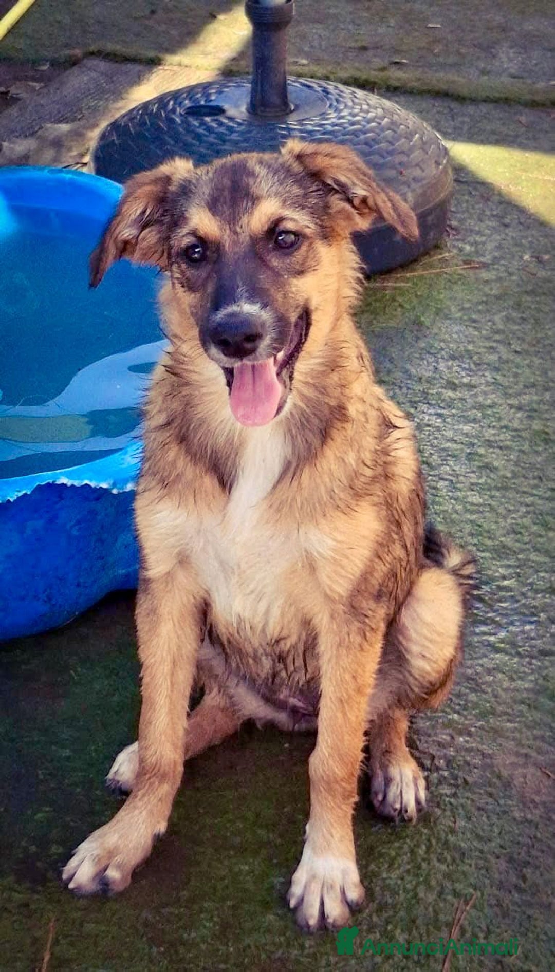 Meticcio cani in regalo: BRENDA 🩷 -cucciola dolcissima, affettuosa, solare - Annuncio 7