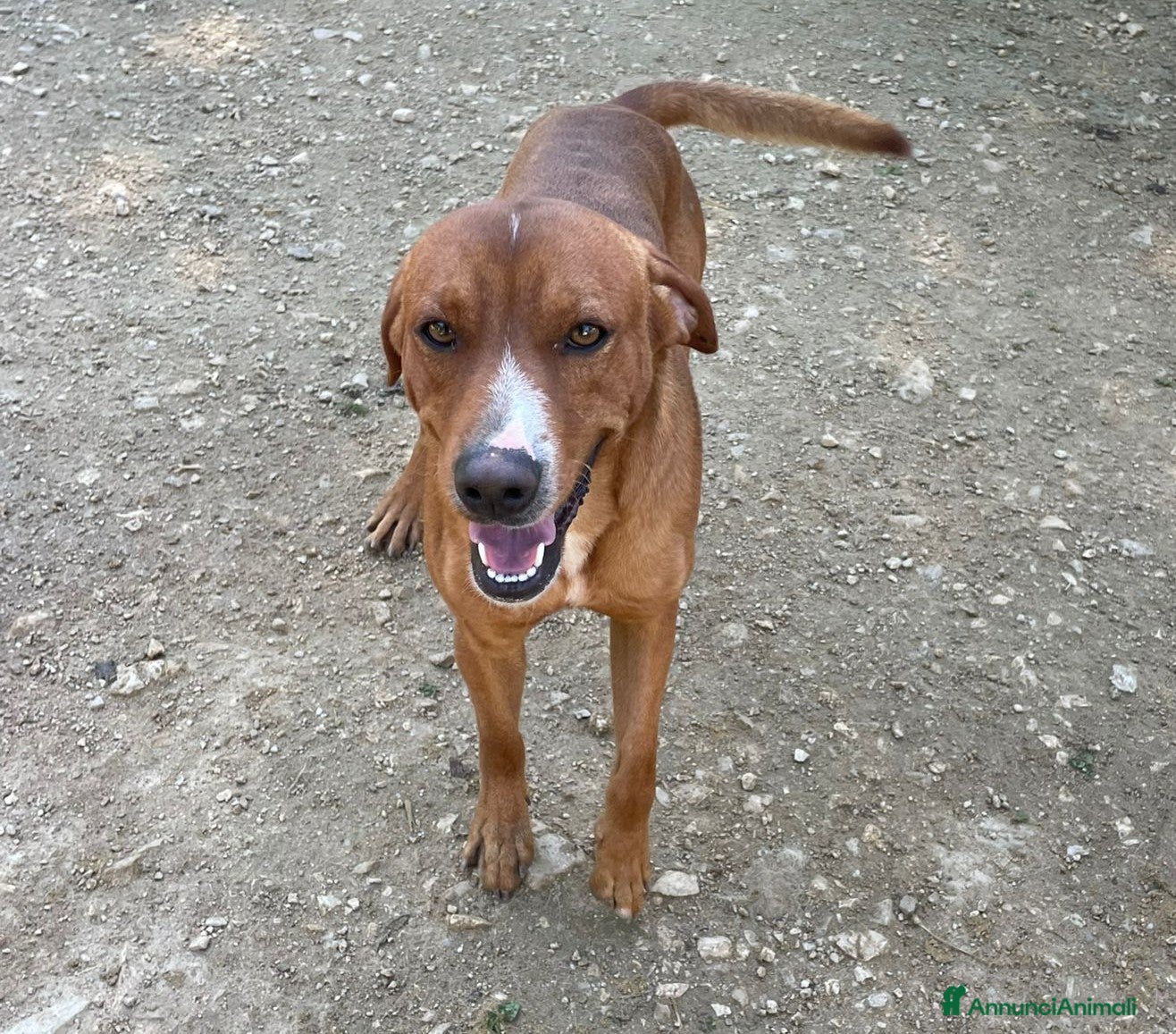 Meticcio cani in regalo: ADOTTAMI, SONO CORFU' - Annuncio 2