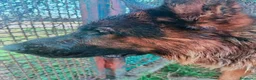 Pastore Tedesco cani in regalo: Matt, spettacolare pastore tedesco - Annuncio 2