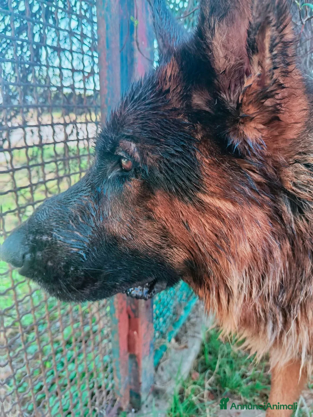Pastore Tedesco cani in regalo: Matt, spettacolare pastore tedesco - Annuncio 2
