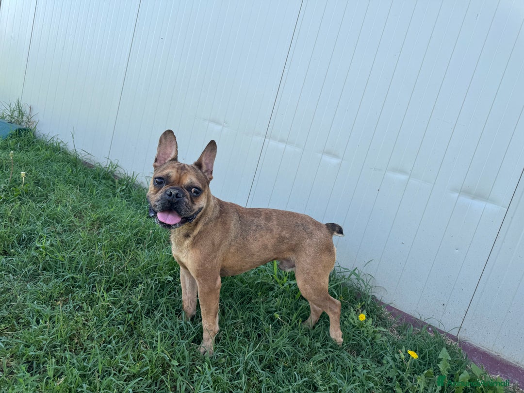Bulldog Francese cani in regalo: Simil Bouledogue Francese a Provincia di Ferrara - Immagine 2