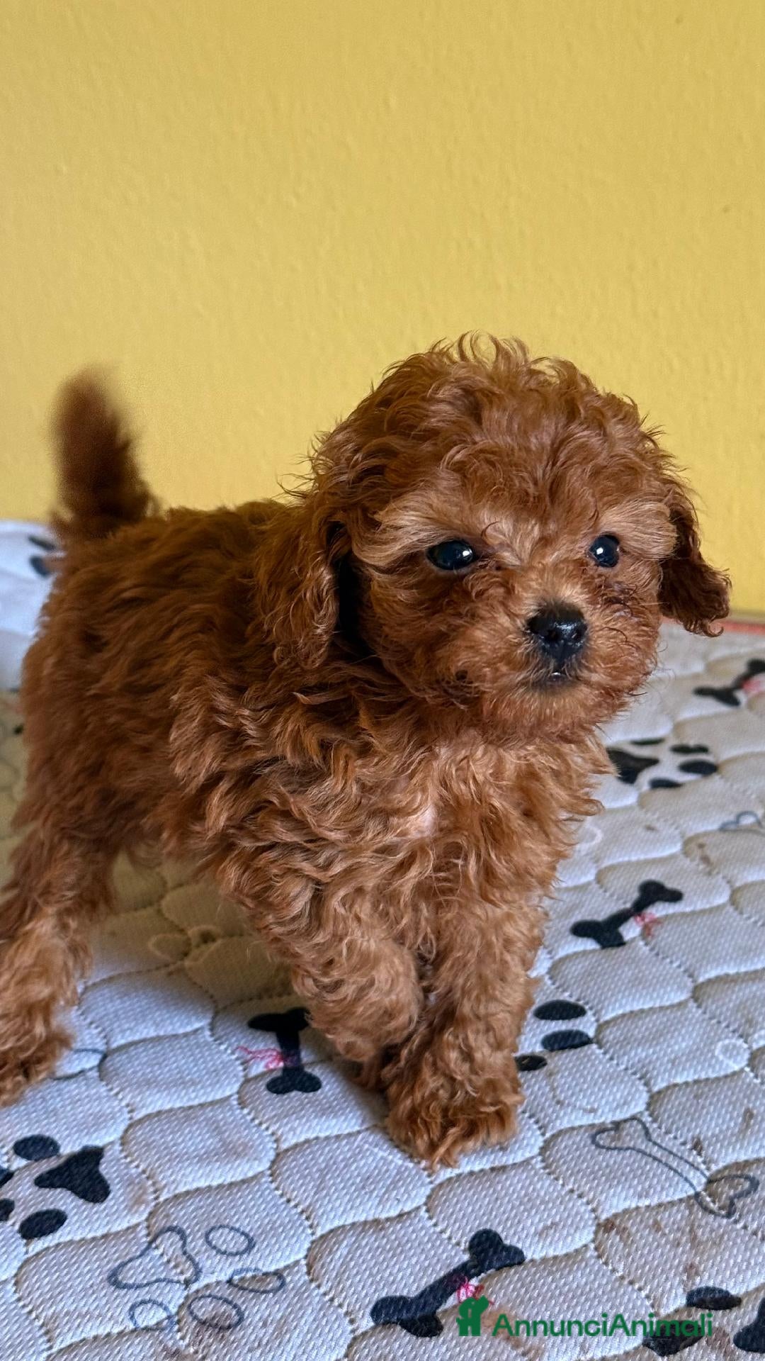 Barboncino Toy cani Cuccioli barbone toy - Annuncio 1