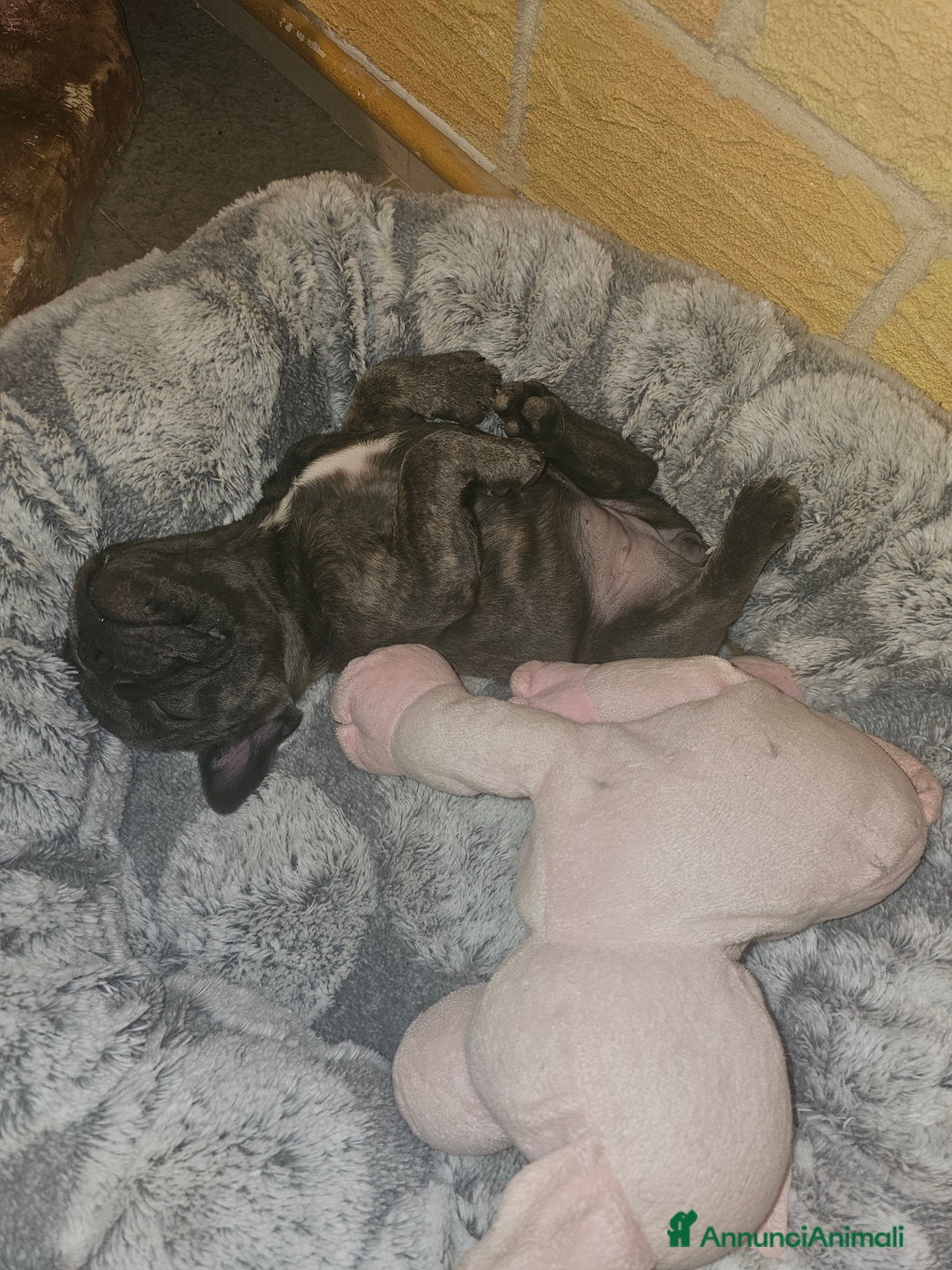 Bulldog Francese cani in vendita: Buldoghina francese, piccola e bella! - Annuncio 6