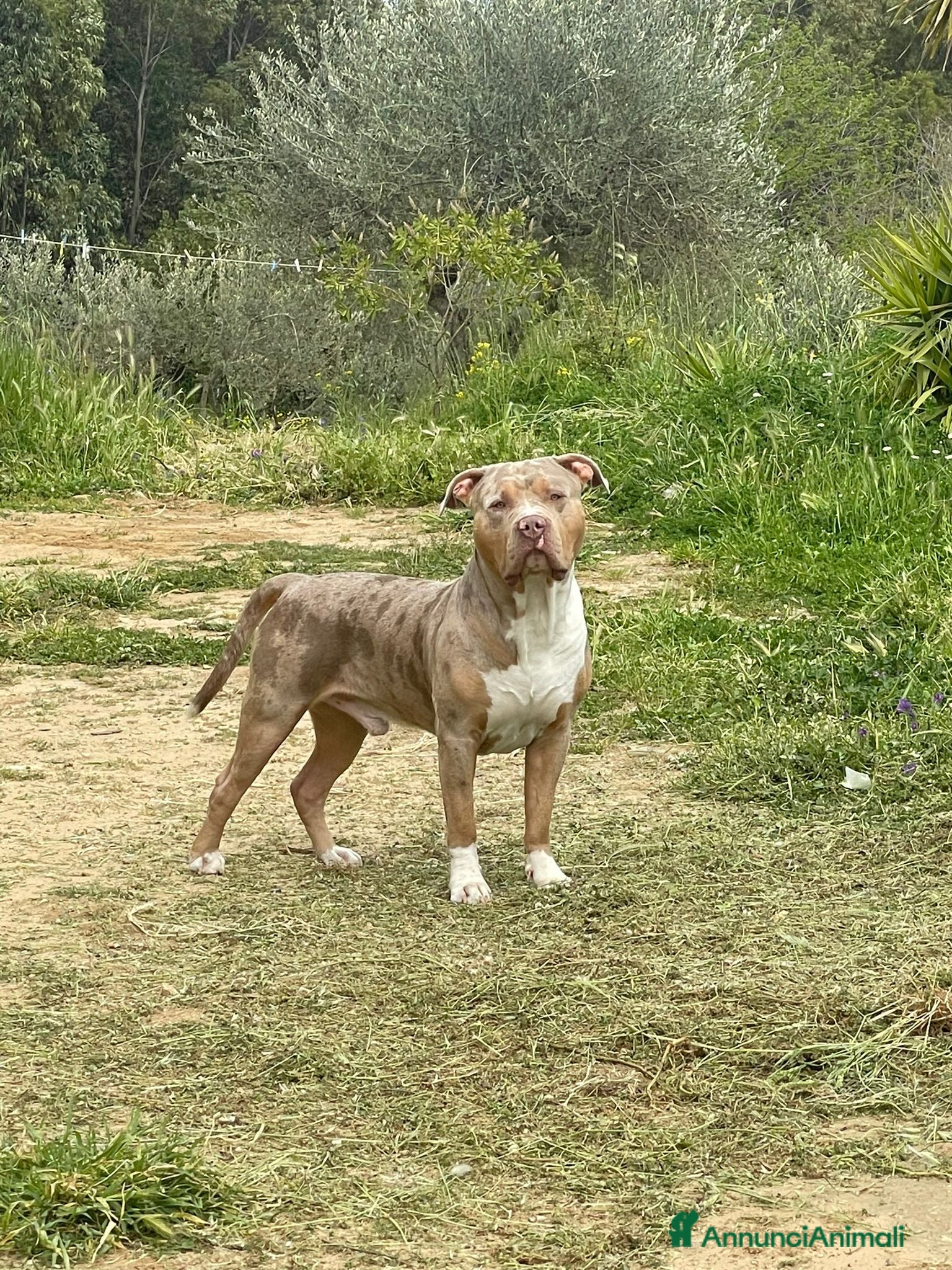American Bully cani Rocco pronto per Monta - Annuncio 1