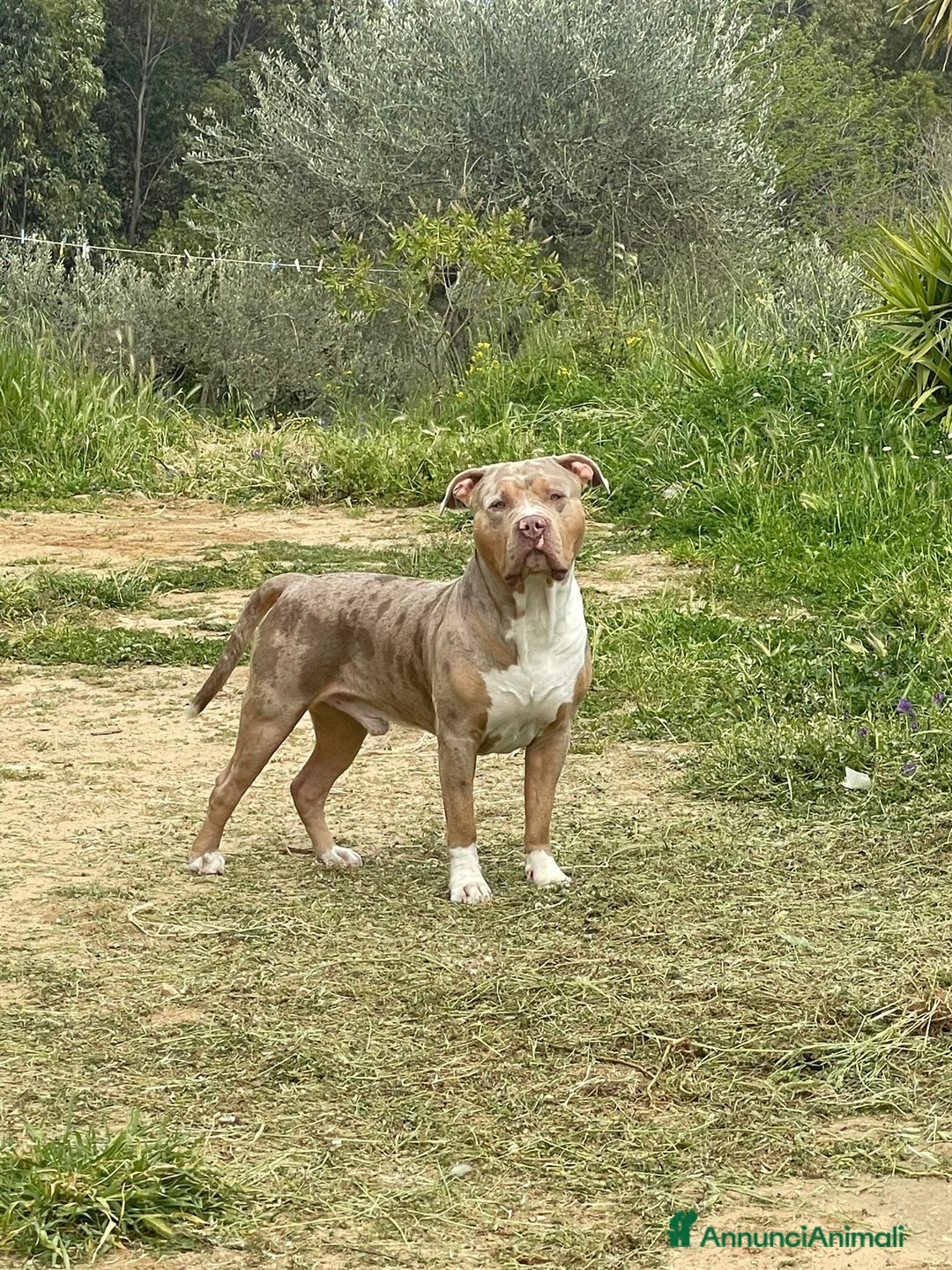 American Bully cani per accoppiamento: Rocco pronto per Monta - Annuncio 1