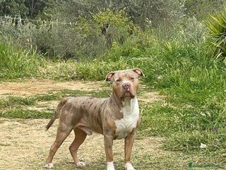 American Bully cani Rocco pronto per Monta - Annuncio 1