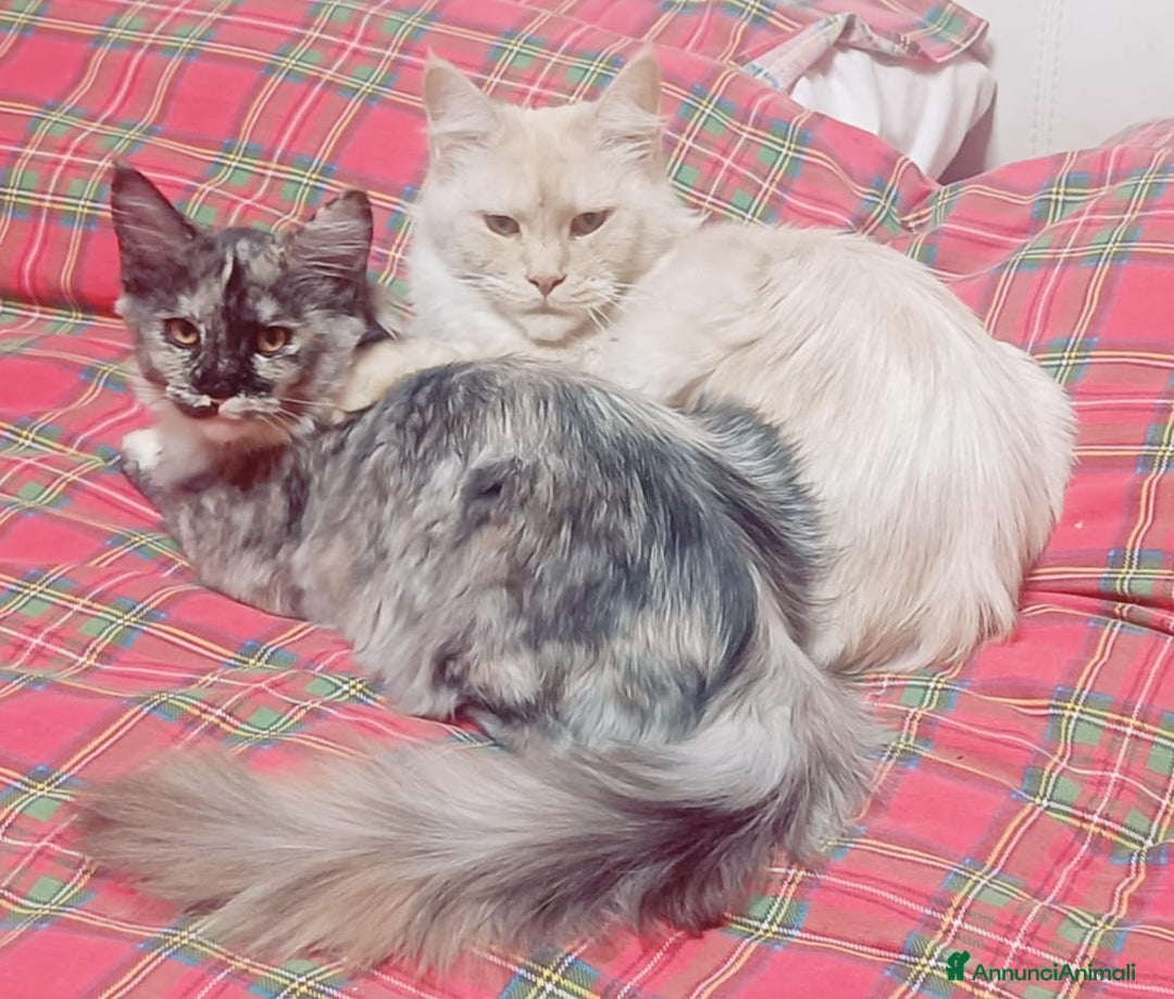 Maine Coon gatti in vendita: Cucciola Maine Coon Pedigree ANFI - Annuncio 8