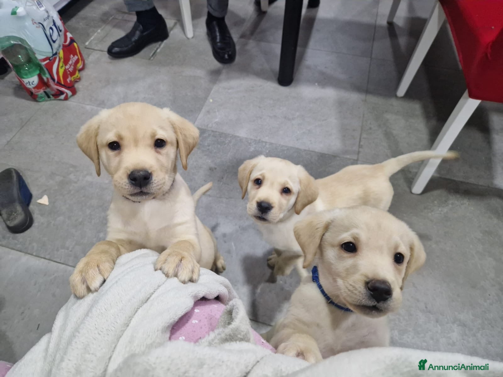 Labrador cani 🐾  Cuccioli di Labrador Retriever  con Pedigree  - Annuncio 9