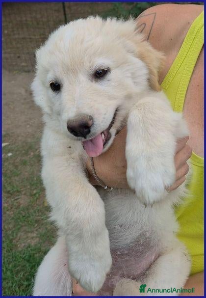 Meticcio cani TZATZIKI simpatico cucciolotto - Annuncio 24