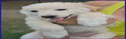 Meticcio cani in regalo: TZATZIKI simpatico cucciolotto - Annuncio 1