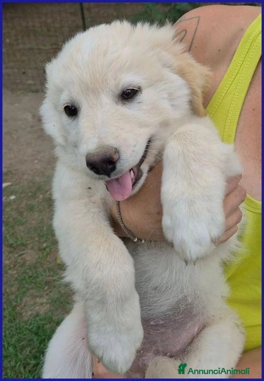Meticcio cani in regalo: TZATZIKI simpatico cucciolotto - Annuncio 1
