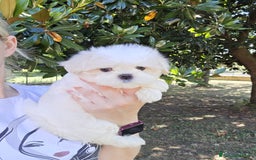 Maltese cani in vendita: Cuccioli di Maltese  a Provincia di Padova - Immagine 5