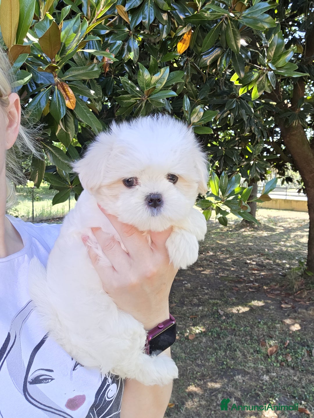 Maltese cani in vendita: Cuccioli di Maltese  a Provincia di Padova - Immagine 5