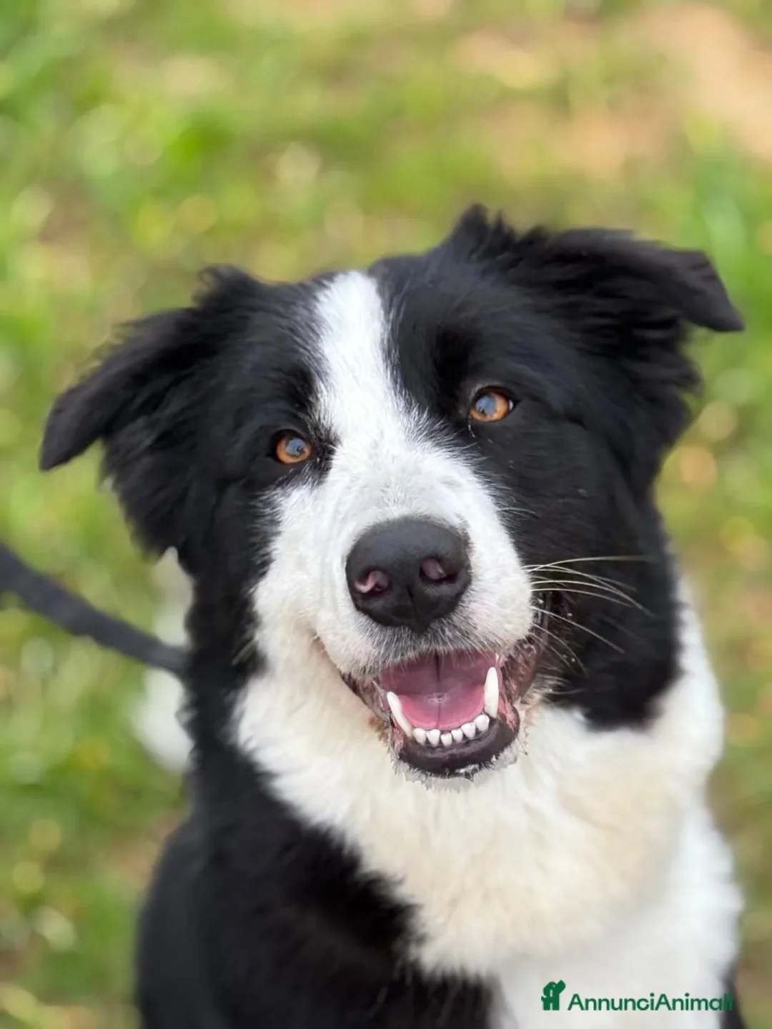 Border Collie cani in regalo: AKIRA border collie cerca casa - in adozione - Annuncio 5
