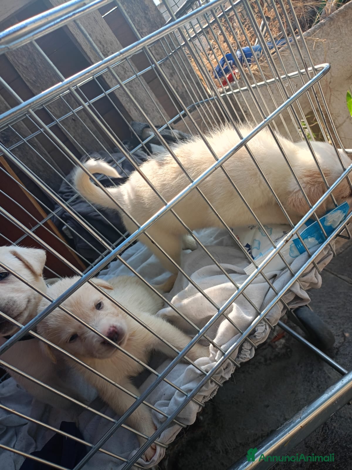 Meticcio cani Dolcissima Principessa di 2 settimane in regalo... - Annuncio 2