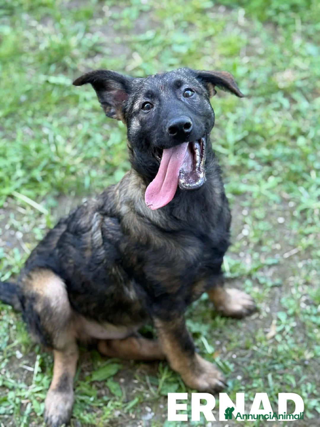 Meticcio cani in regalo: ERNAD, pastorino allegro e dolcissimo! TG MEDIA - Annuncio 2