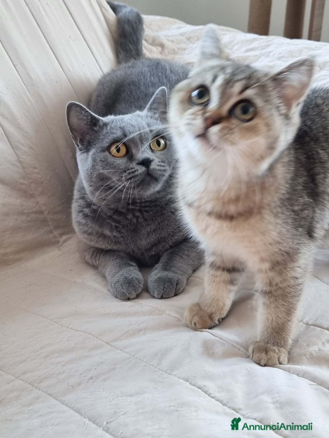 Scottish gatti in vendita: Scottish Straight con Pedigree  - Annuncio 7