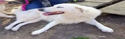 Pastore Maremmano cani in regalo: Tony anima dolcissima rinchiuso dentro un recinto - Annuncio 11