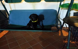 Labrador cani in vendita: Labrador  a Città metropolitana di Roma Capitale - Immagine 7