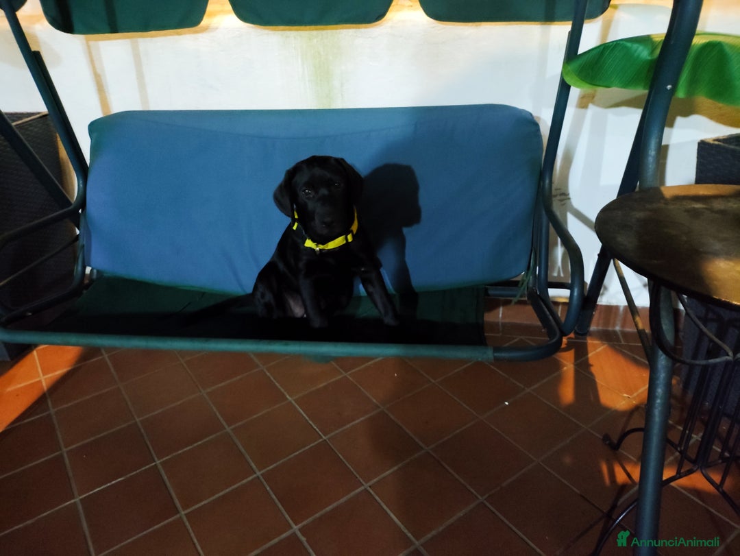 Labrador cani in vendita: Labrador  a Città metropolitana di Roma Capitale - Immagine 7