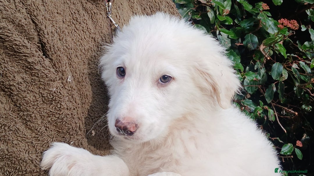 Meticcio cani in regalo: GOLIA STA ASPETTANDO LA SUA FAMIGLIA, IN ADOZIONE - Annuncio 1