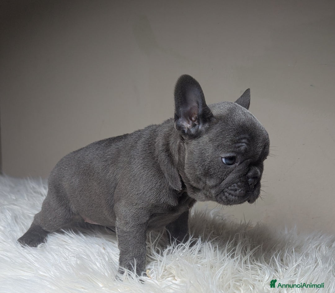 Bulldog Francese cani in vendita: Bulldog francese blu e blu fawn - Annuncio 3
