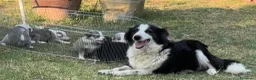 Australian Shepherd cani in vendita: Cuccioli pastore australiano  - Annuncio 15