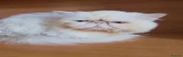 Persiano gatti in vendita: Gattino persiano  - Annuncio 3