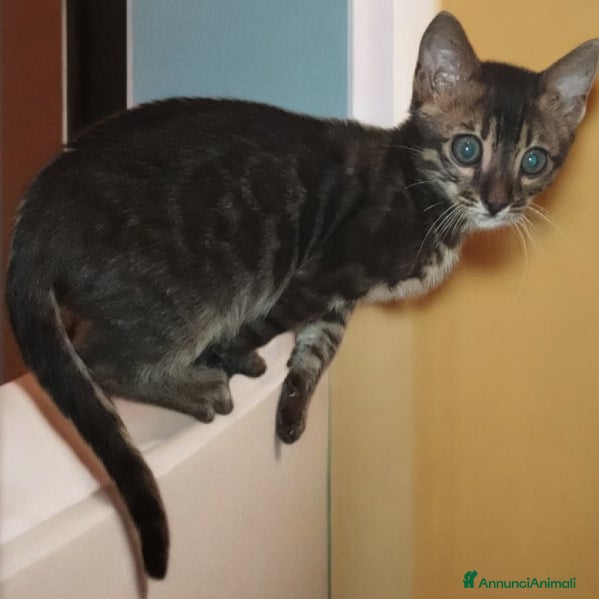 Bengala gatti Gatto Bengala maschio  - Annuncio 2