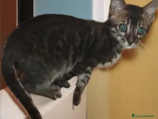 Bengala gatti Gatto Bengala maschio - Annuncio 2