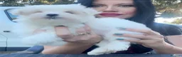 Maltese cani in vendita: Maltesino pedigree Enci pagamenti agevolati  - Annuncio 5